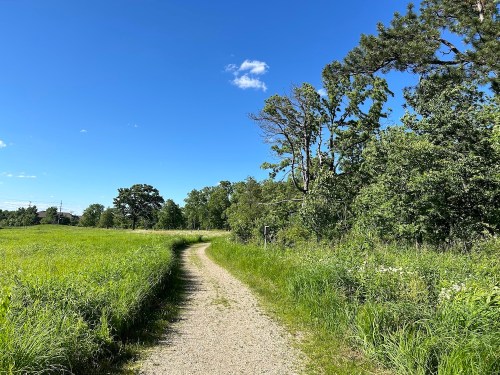 A winding gravel path through lush green grass and trees under a clear blue sky.
