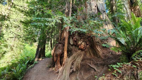 A large, gnarled tree trunk surrounded by lush greenery and ferns in a forested area.