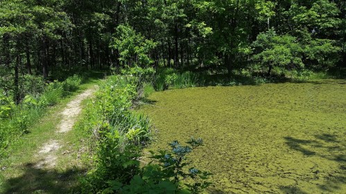 A serene pond surrounded by lush greenery and a winding path through the woods on a sunny day.