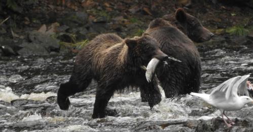 Two bears wade through a river, one carrying a fish in its mouth, while a bird flies nearby.