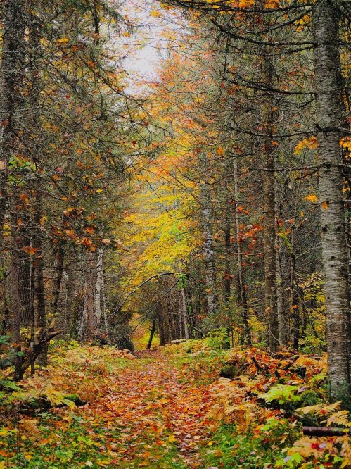 A serene forest path lined with trees, showcasing vibrant autumn foliage in shades of yellow, orange, and red.