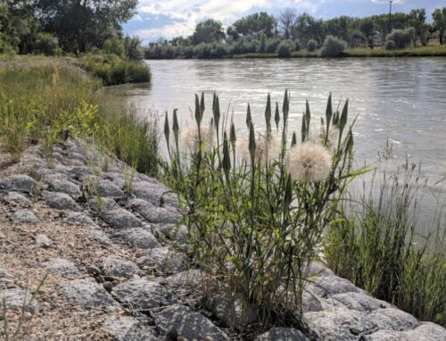 A riverbank scene featuring tall grasses and fluffy white flowers beside a calm river, with greenery in the background.