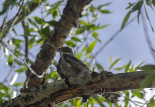 A bird perched on a branch among green leaves, with a blurred background of blue sky.