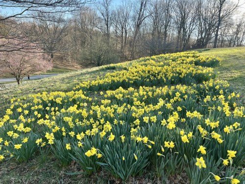 A hillside covered in vibrant yellow daffodils, surrounded by trees and a clear blue sky.