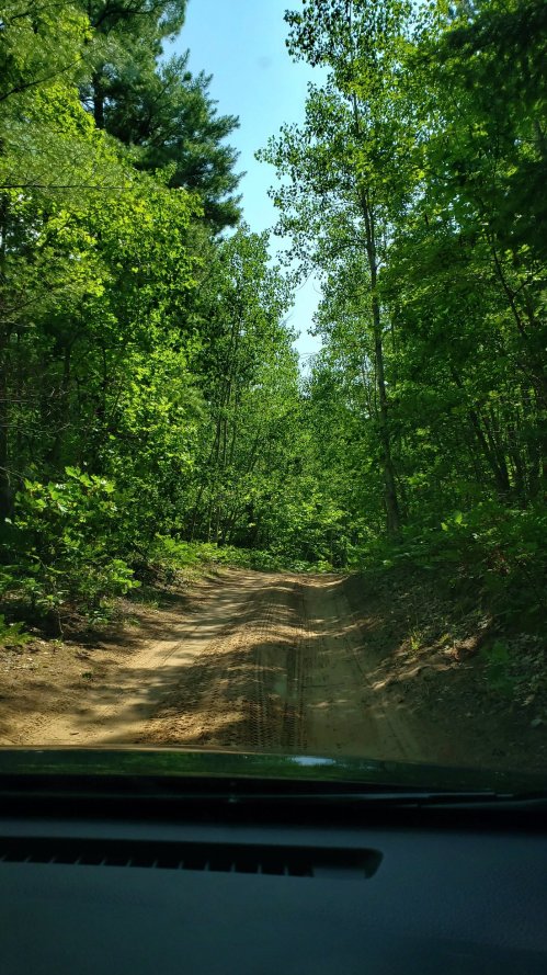 A dirt road winding through a lush green forest with tall trees on either side.