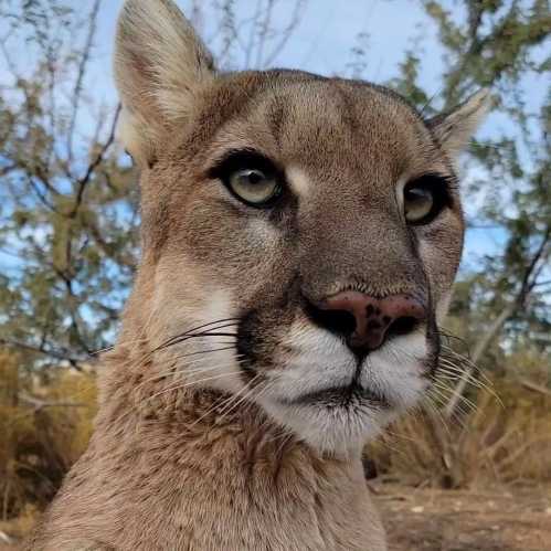 Close-up of a mountain lion's face, showcasing its sharp features and intense gaze against a natural background.