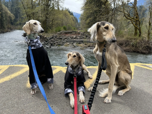Three dogs in matching sweaters sit by a river, surrounded by trees and a scenic landscape.