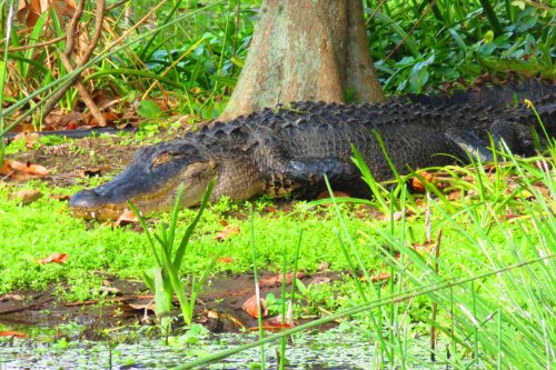 A large alligator resting near a tree by a lush, green wetland area.