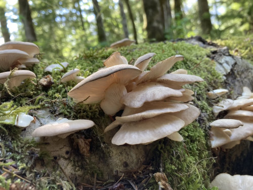 Clusters of pale mushrooms growing on a moss-covered log in a lush forest setting.