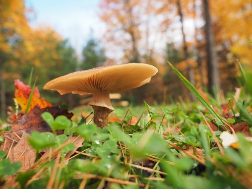 A close-up of a mushroom growing in a grassy area, surrounded by fallen leaves and autumn foliage.