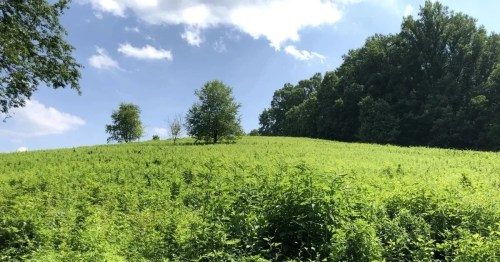 Lush green hillside under a blue sky with scattered clouds and trees in the background.