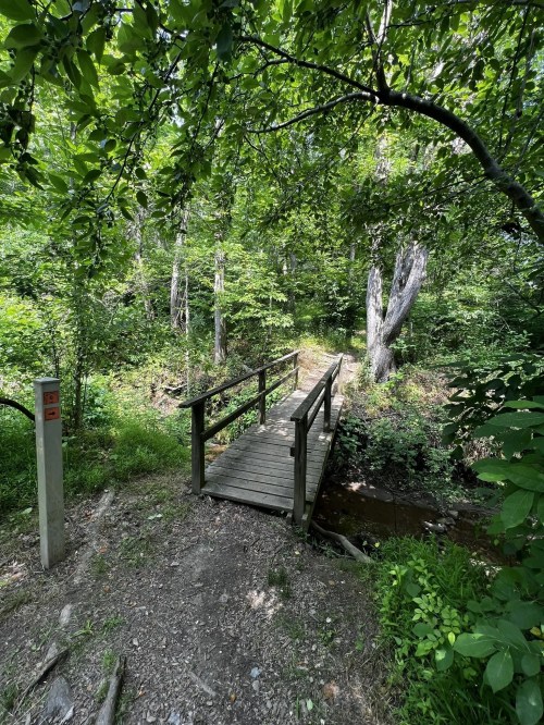 A wooden bridge crosses a small stream in a lush, green forest surrounded by trees and foliage.