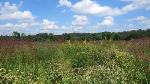 A vibrant field with tall grasses and wildflowers under a blue sky with fluffy white clouds.