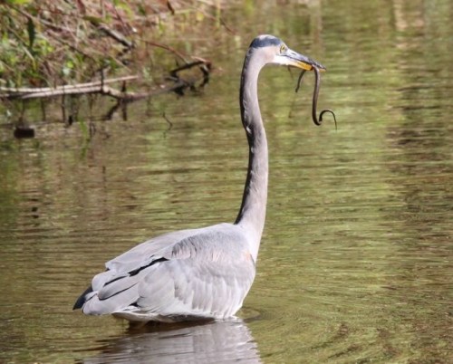 A heron standing in water, holding a snake in its beak, surrounded by greenery.