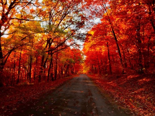 A serene road lined with vibrant autumn trees in shades of red, orange, and yellow, creating a picturesque fall scene.