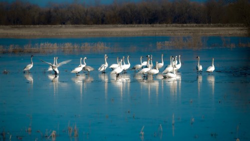A group of white swans wading in a calm blue lake, surrounded by tall grasses and trees in the background.