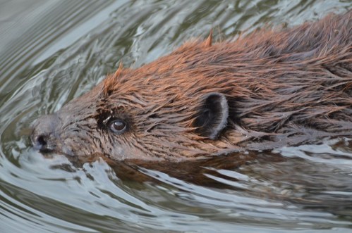A close-up of a beaver swimming in water, with its fur glistening and ripples surrounding it.