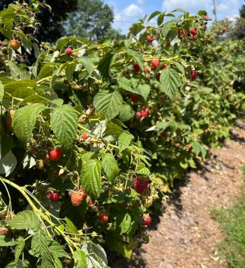 A close-up of raspberry bushes laden with ripe and unripe berries, surrounded by green leaves under a clear blue sky.
