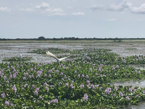 Two white egrets among vibrant purple water lilies in a serene wetland landscape under a cloudy sky.
