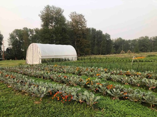 A greenhouse surrounded by rows of vibrant vegetables and flowers in a lush, green field.