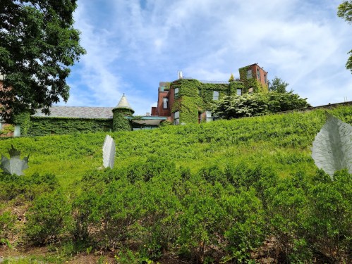 A lush green hillside with an ivy-covered building under a blue sky, surrounded by greenery and large leaves.