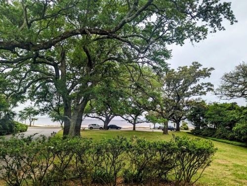 A serene landscape featuring large trees and a grassy area, with a glimpse of water in the background.