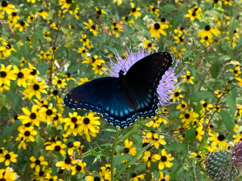 A vibrant blue butterfly perched on a purple flower, surrounded by yellow wildflowers in a lush garden.