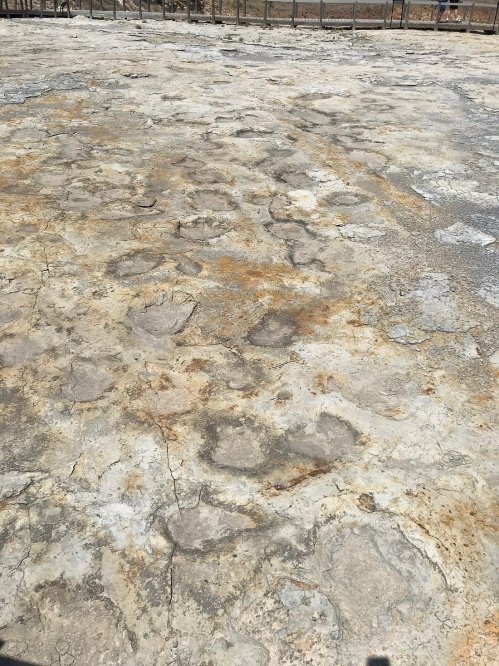 Fossilized dinosaur footprints on a rocky surface, showcasing various sizes and shapes in a dry, outdoor setting.