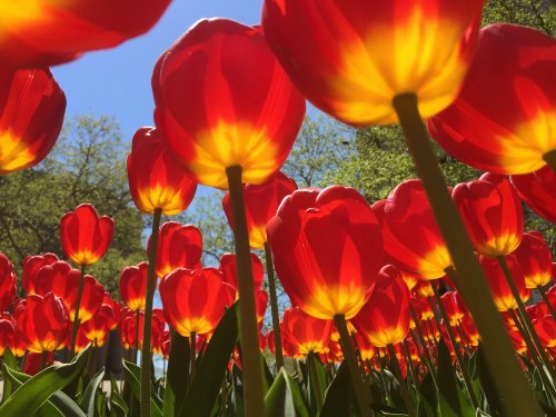 Vibrant red tulips with yellow interiors bloom under a clear blue sky, creating a colorful floral display.
