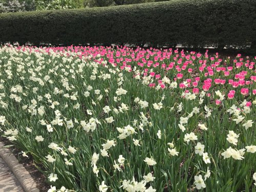 A vibrant garden featuring rows of white daffodils and pink tulips, bordered by a lush green hedge.