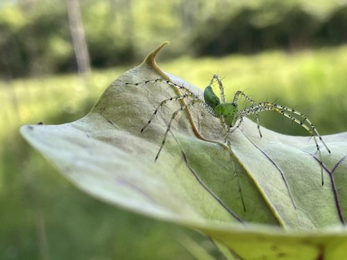 A green spider with long legs perched on a large leaf, surrounded by a blurred green background.