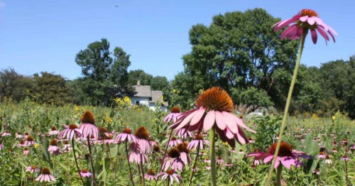 A field of pink coneflowers in bloom, with a house and trees in the background under a clear blue sky.
