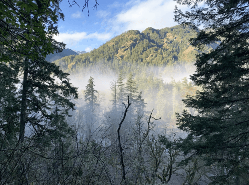 A misty forest scene with tall trees and a mountain in the background, partially obscured by fog and clouds.
