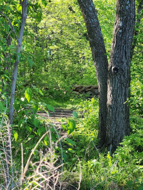 A lush green forest scene with a dirt path, trees, and a stack of logs in the background. Sunlight filters through the leaves.