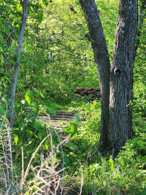 A lush green forest scene with a dirt path, trees, and a stack of logs in the background. Sunlight filters through the leaves.