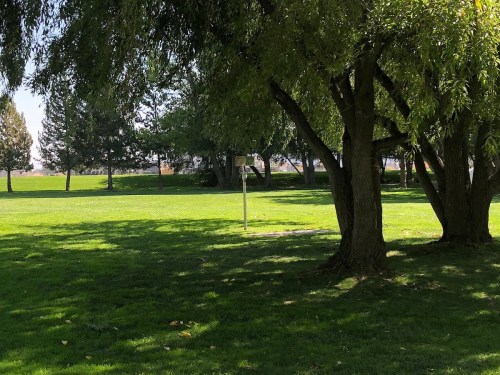 A sunny park scene with green grass, trees, and a basketball hoop in the distance.