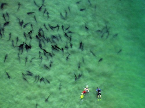 Two snorkelers swim in clear water surrounded by a school of sharks.