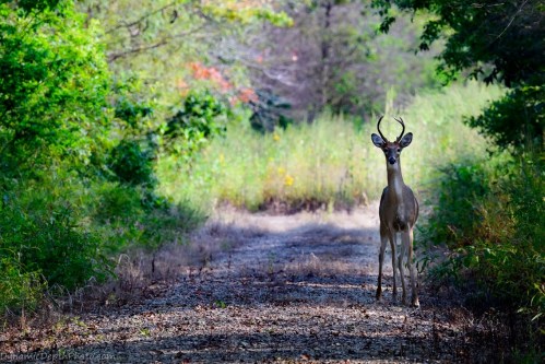 A deer stands on a gravel path surrounded by lush greenery and trees, with a hint of colorful foliage in the background.