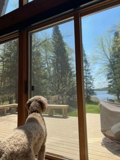 A dog looks out through a screen door at a sunny lakeside view with trees and a deck.