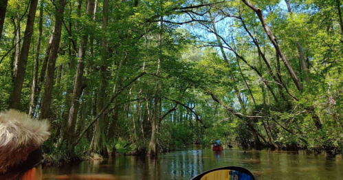 A serene river scene surrounded by lush green trees, with a person kayaking in the distance.