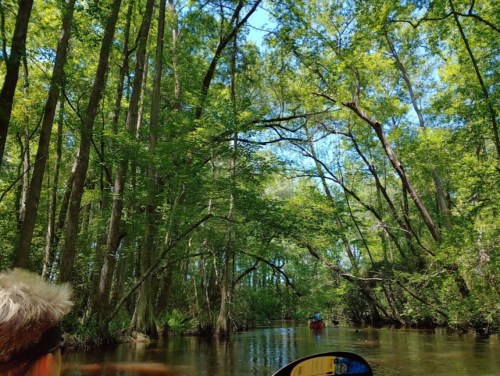 A serene river scene surrounded by lush green trees, with a kayaker visible in the distance under a clear blue sky.