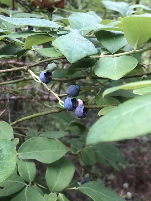 Close-up of blueberries growing among green leaves on a bush.
