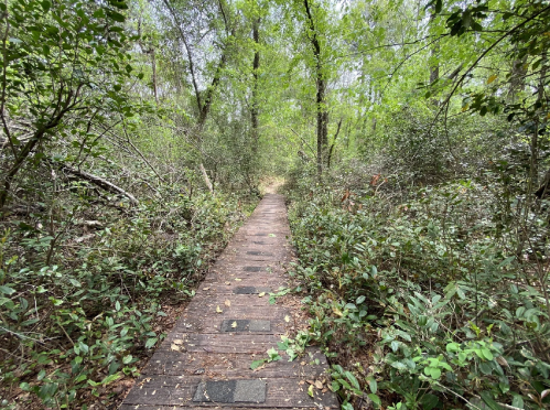 A wooden path winding through a lush, green forest with dense foliage on either side.