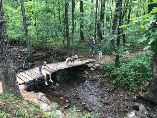 A wooden bridge over a stream in a forest, with two people and two dogs enjoying the outdoors.