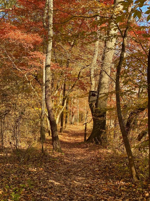 A serene forest path lined with trees displaying vibrant autumn foliage and a carpet of fallen leaves.