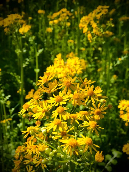 A vibrant field of yellow flowers in full bloom, surrounded by lush green foliage.