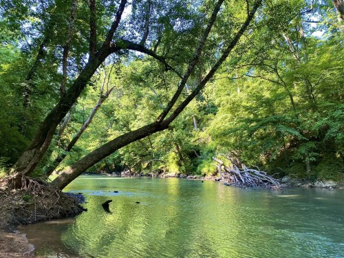 A serene river flows through a lush green forest, with trees arching over the water and sunlight filtering through the leaves.