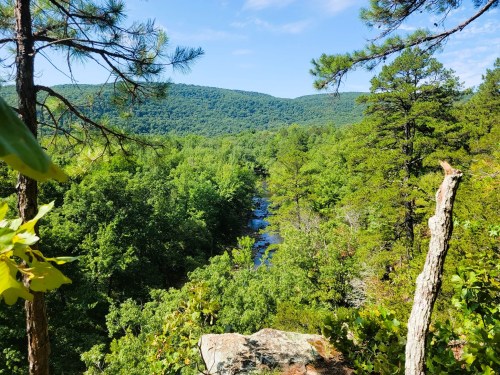 A scenic view of a lush green landscape with a river winding through trees, framed by pine branches and rocky outcrops.
