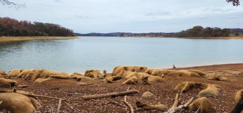 A serene lake scene with a sandy shore, scattered logs, and trees in the background under a cloudy sky.