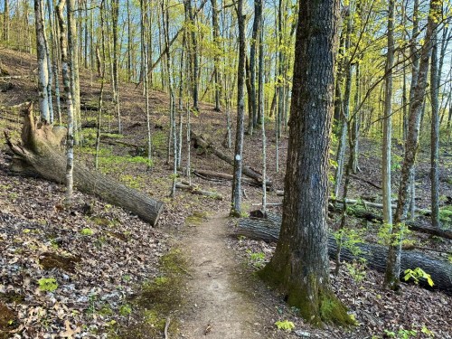 A winding dirt path through a forest with young green leaves and fallen logs on the ground.